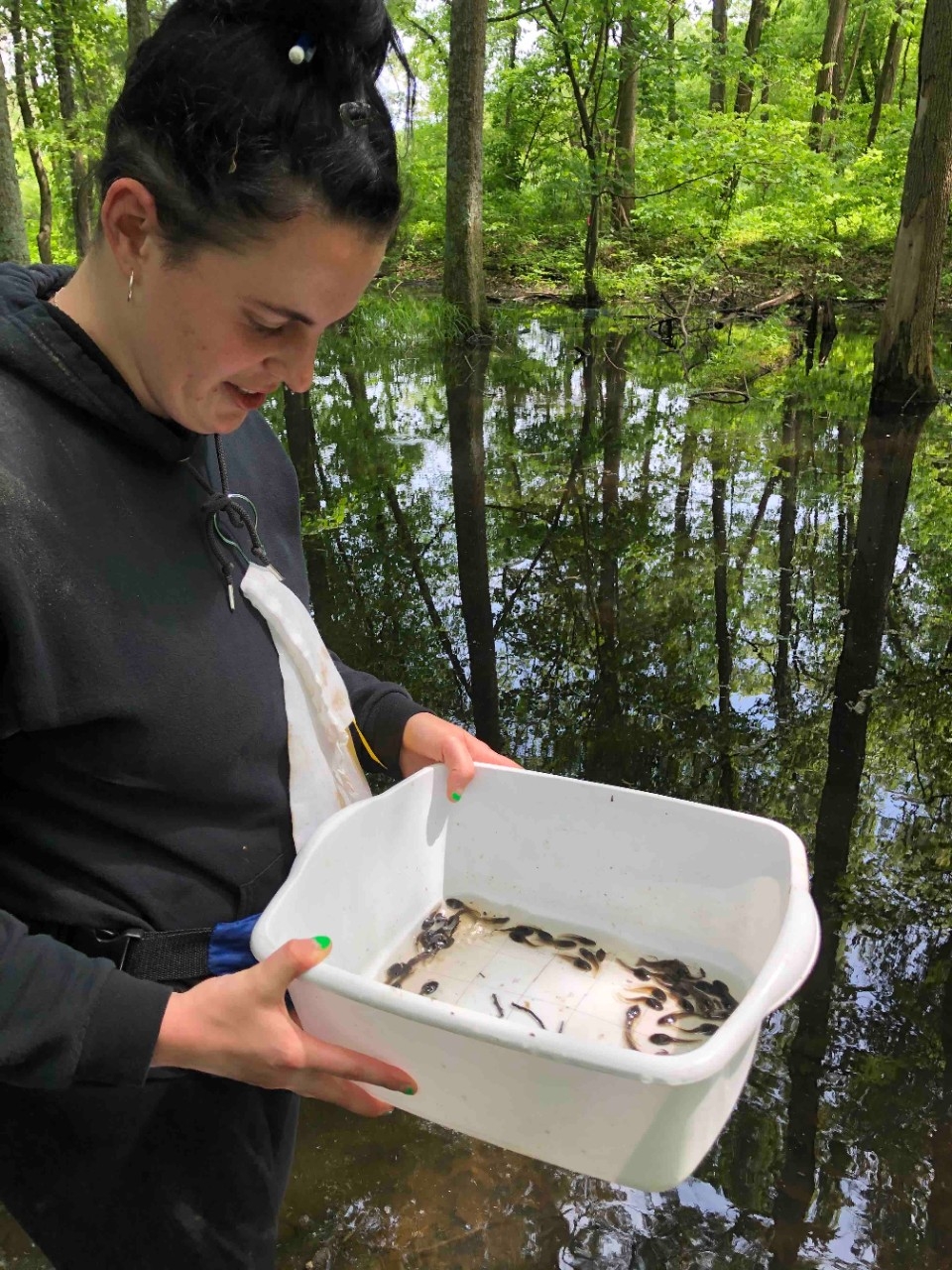 A student examines tadpoles in a bucket at NKU REFS.