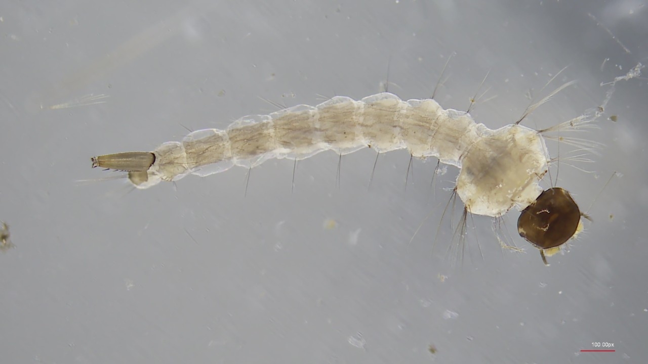 mosquito larvae mosquito larvae