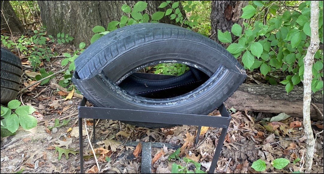 mosquito larvae mosquito larvae