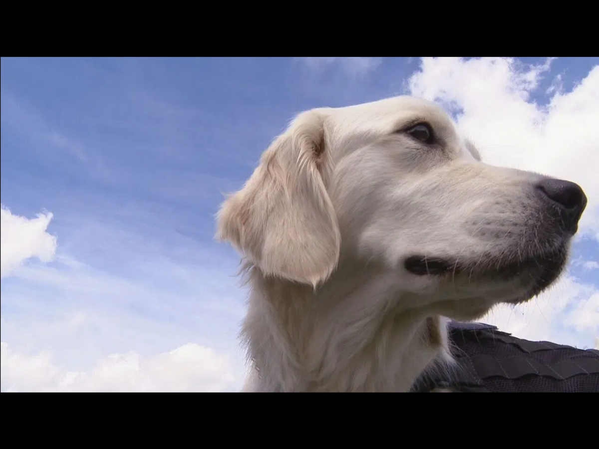 Untitled design - 1 Therapy Dog, Stella