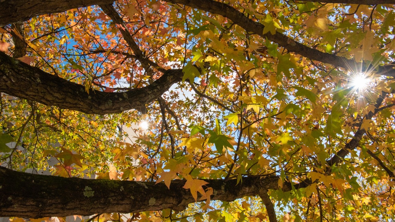 NKu Campus in Fall